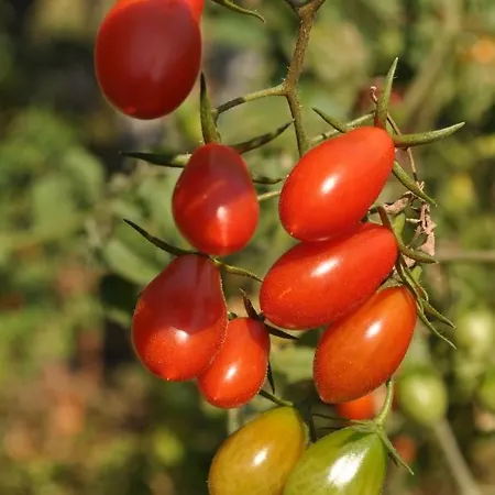 Hébergement de vacances Fofi's Garden Plaka Litochorou
