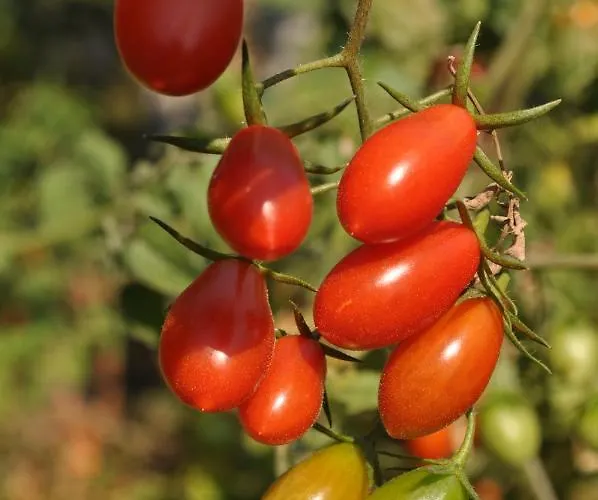 Prázdninový dům Fofi's Garden Plaka Litochorou